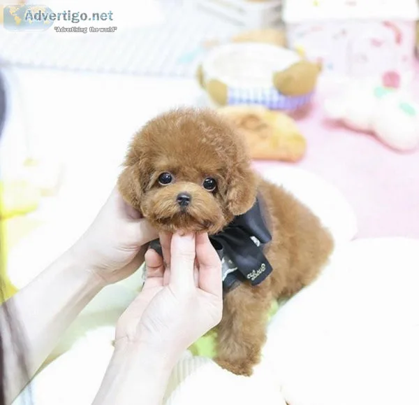 Teacup Poodle Puppies for sale