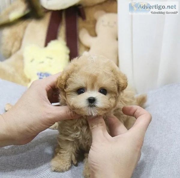 Maltipoo Puppies for Sale