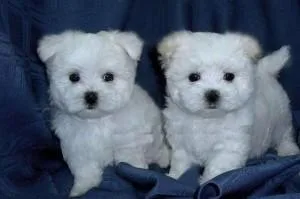 Cute Maltese Puppies