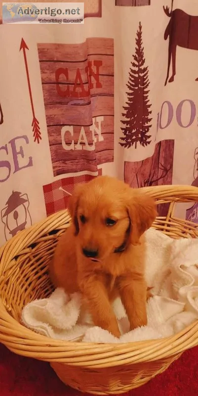 This Golden retriever puppies