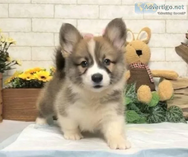 Adorable Pembroke Welsh Corgi puppies