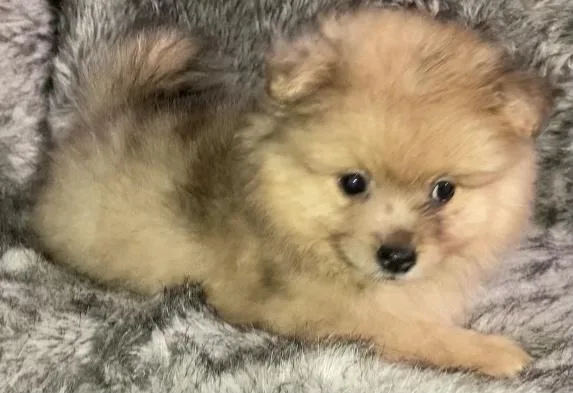 Orange Sable Merle Pomeranian