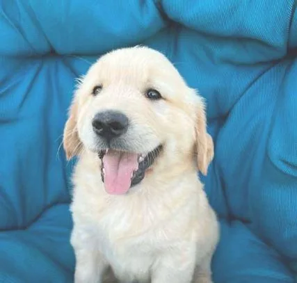 go-lucky Golden Retriever puppy