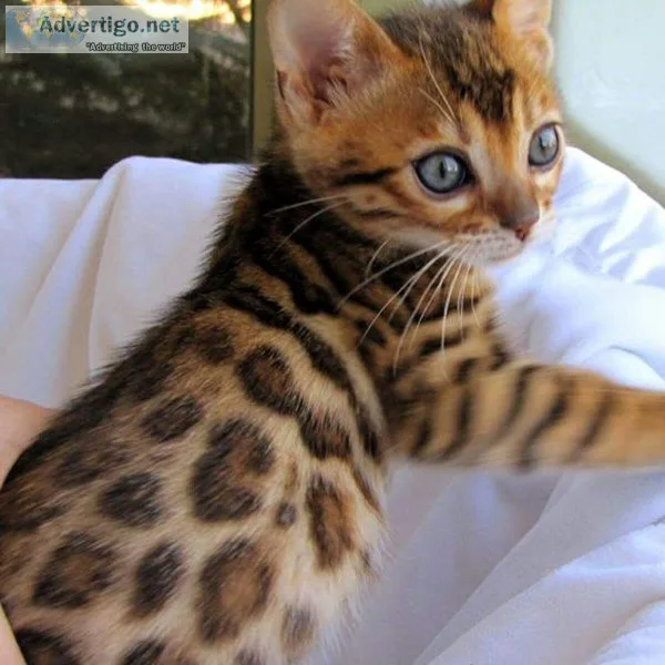 Bengal kittens