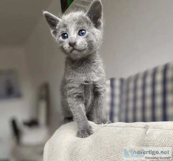 adorable russian blue kittens for adoption