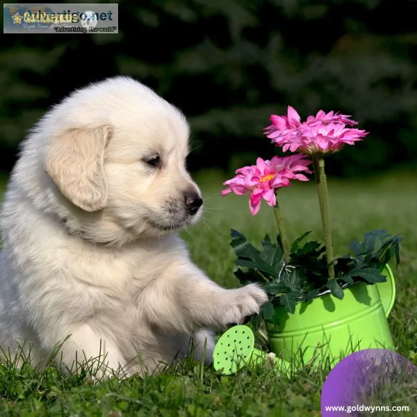 Searching for certified English Golden Retriever breeders Look n
