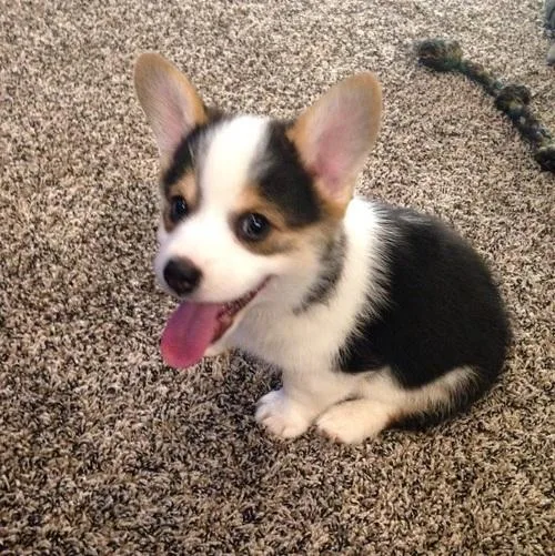 kc Pembroke corgi puppies