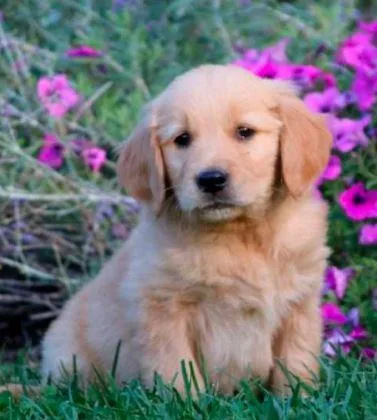 friendly Golden Retriever puppy