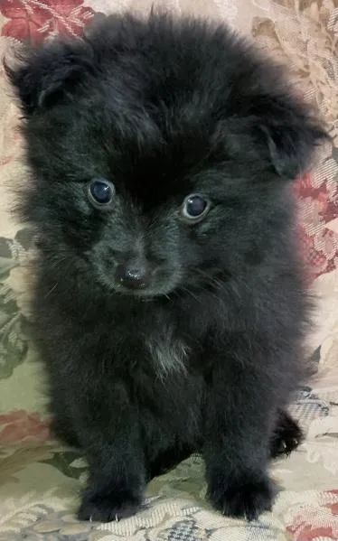Male Pomeranian