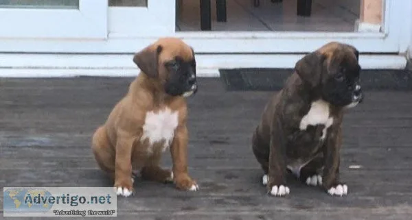 Beautiful Boxer puppies