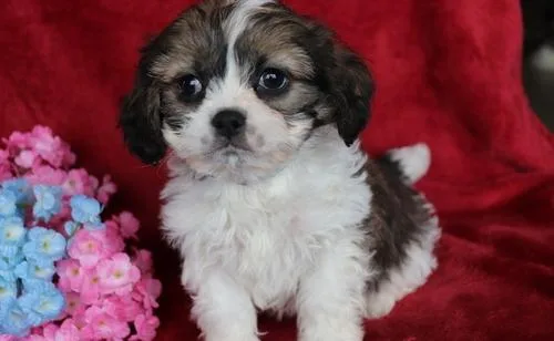 Well Socialized Cavachon puppies