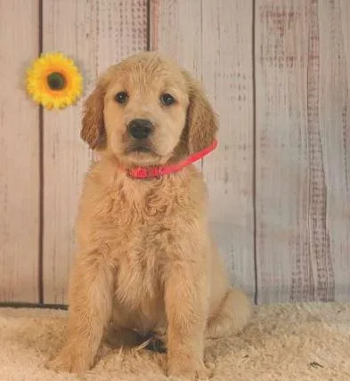 Cuddly Golden retriever puppies