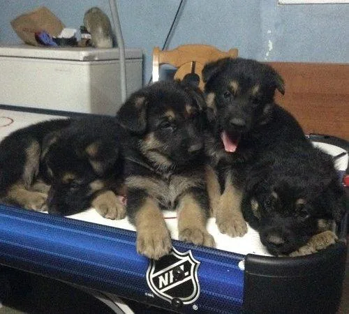 German lines German Shepherd puppy