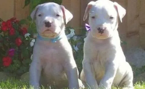 Home raised Dogo Argentino puppies