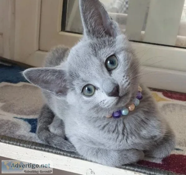 cute russian blue kittens for adoption