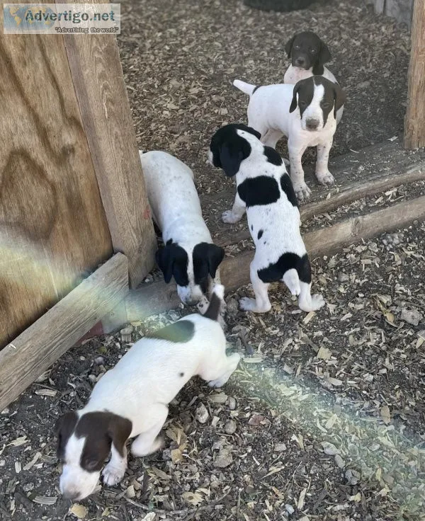 German Shorthaired Pointer Puppies