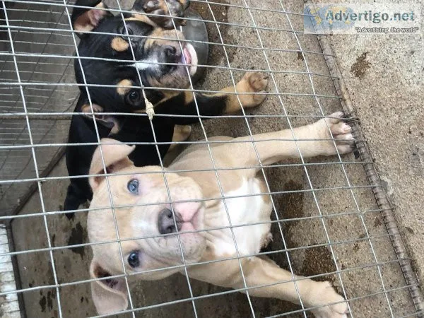 American bully pups