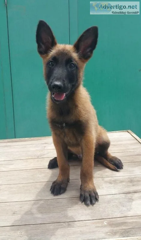 Home raised Belgian Malinois Puppies.