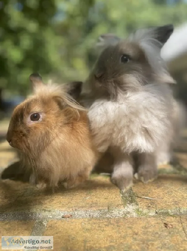 Purebred baby bunnies