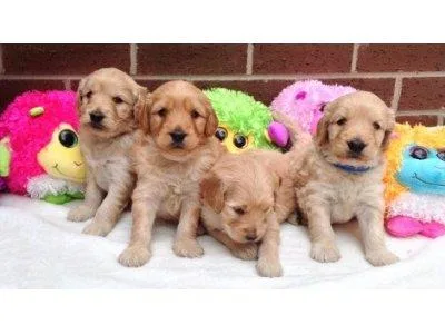 Gorgeous f1b golden doodle puppies