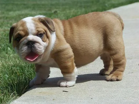 Well socialized English Bulldog puppies
