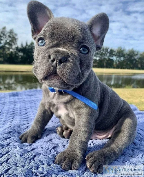 Purebred AKC registered French Bulldog puppies.