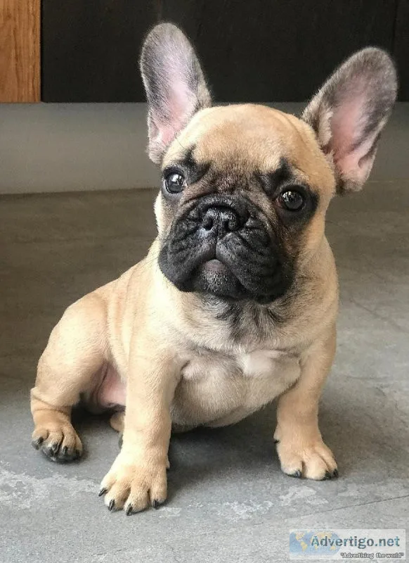 outstanding french bulldog pup0
