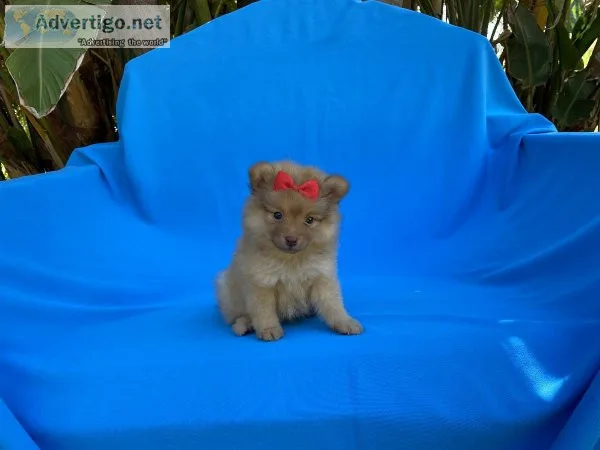 Pomeranian Puppies