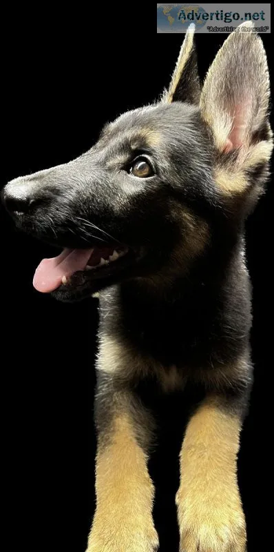 German Shepherd Sable Puppies