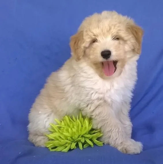 Well Socialized Aussie Doodle Puppies