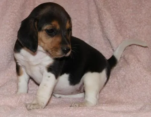 Gorgeous Beagle Puppies for lovely homes.