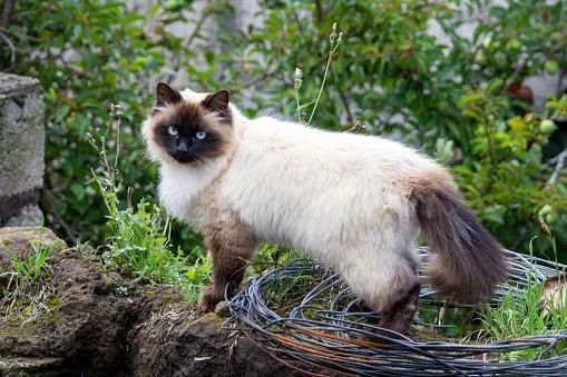 Cat Price