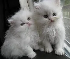 Royal Persian kittens Wonderful Van WhiteBlue male and female