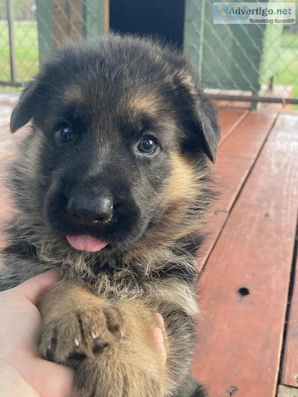 Akc reg German shepherd female