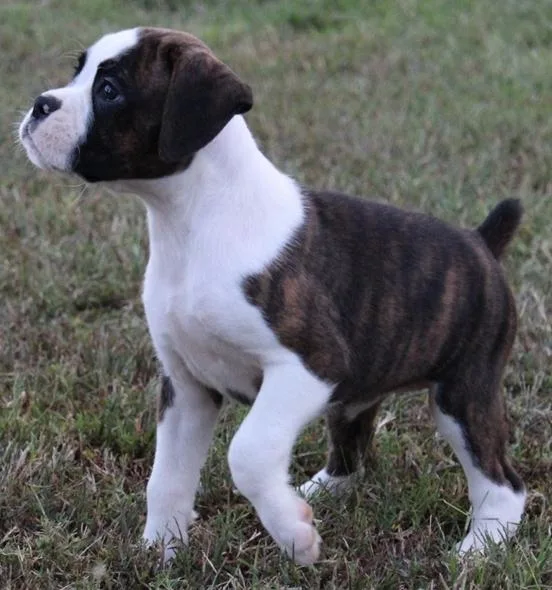 AKC Boxer puppies