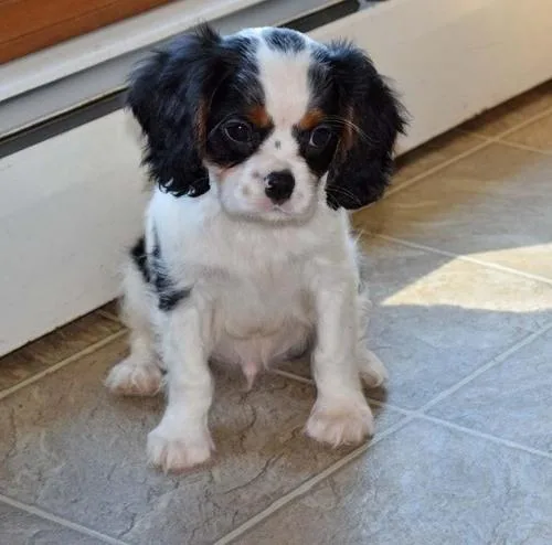 Lovely Cavalier King Charles Spaniel puppies