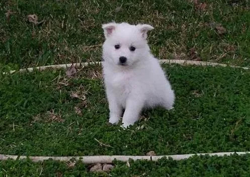 Adorable American Eskimo puppies