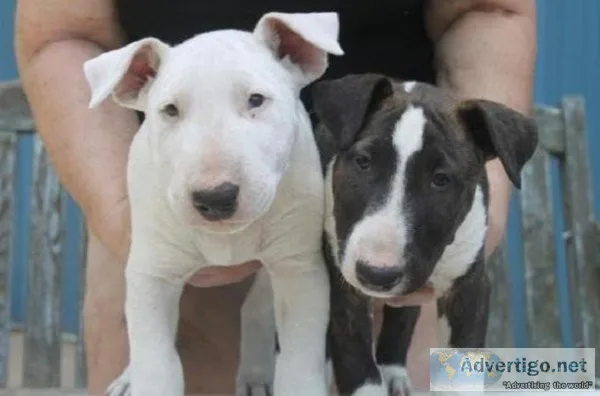 NICE Quality AKC Bull terrier puppies