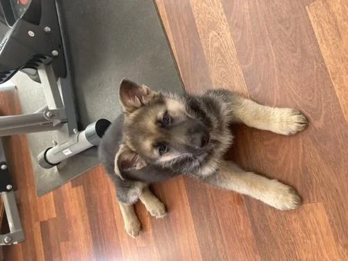 German Shepherd Puppies ready now