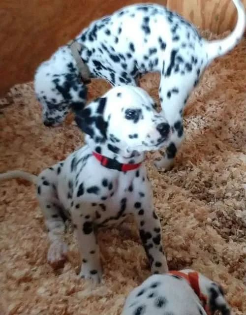 Adorable Dalmatian puppies