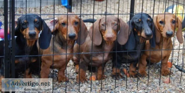Miniature Dachshund puppies