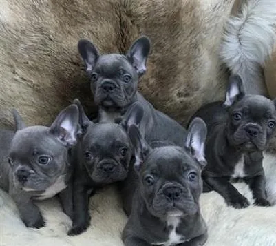 AKC French bulldog puppies