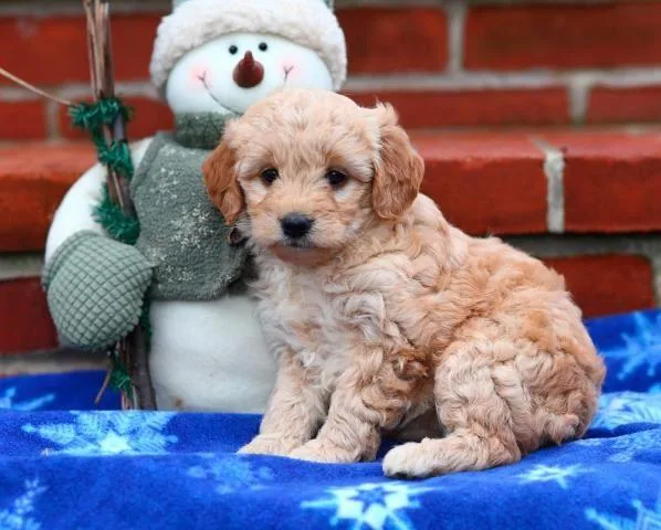 Golden doodle puppies