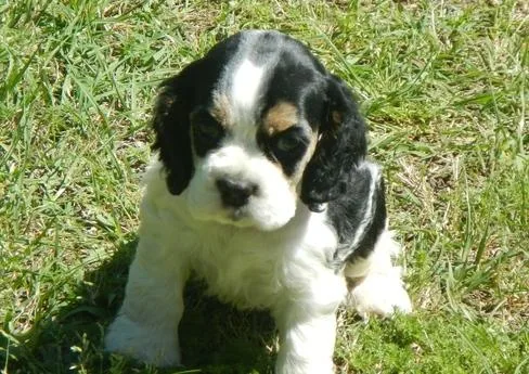 CKC Cocker Spaniel puppies for sale