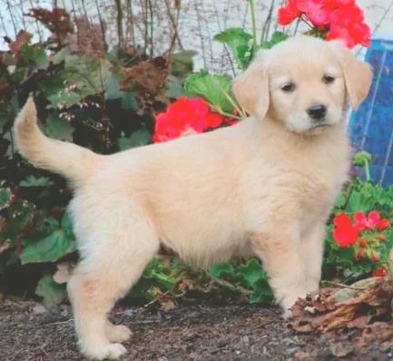 Alice Golden Retriever puppies MaleFemale