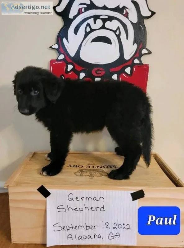 German shepherd puppies