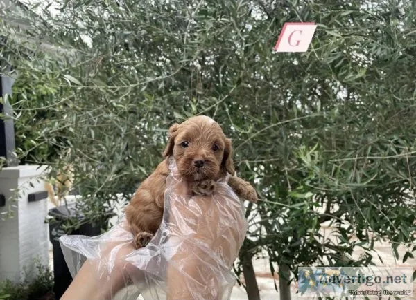 Cockapoo Puppies