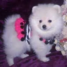 Teacup AKC male and female Pomeranian puppies