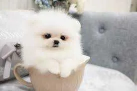 male Pomeranian puppies ready