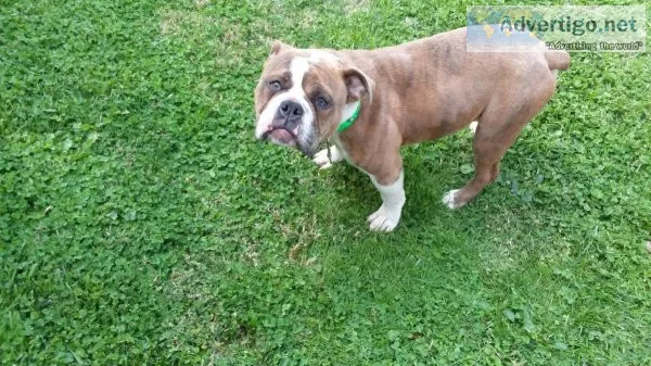Full Blooded Male Olde English Bulldog